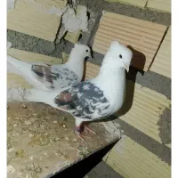 کبوتر