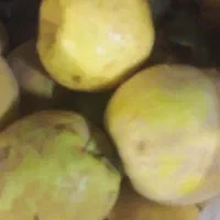 به اعلای تربت