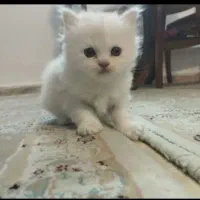 واگزاری یا نگهداری رایگان