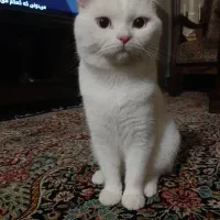 واگذاری یه جفت گربه