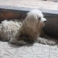 شیتزو گوش بلند
