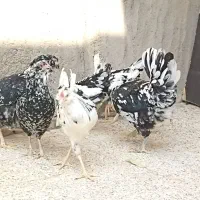 مرغ گلین اصل .اول اگهی بخون