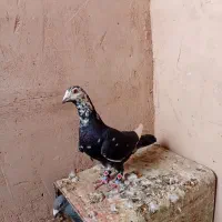 گمشده|حیوانات|سبزوار, جهاد کشاورزی|دیوار