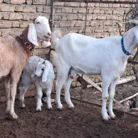 بزبزغاله دار