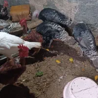 فروش تعدادی بوقلمون