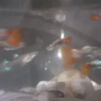 ماهی گوپی|ماهی|مشهد, هدایت|دیوار