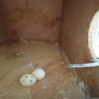 عروس هلندی|پرنده|مهر, |دیوار