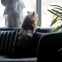 پامرین ماده|سگ|کرج, شهرک جهاننما|دیوار