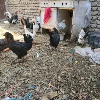 مرغ و جوجه