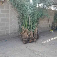 جنگ مضافتی قدیمی