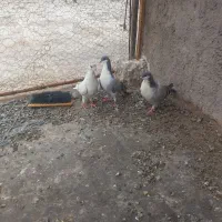 کفتر رسمی