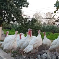 بوقلمون گوشتی|حیوانات مزرعه|کیاشهر, |دیوار