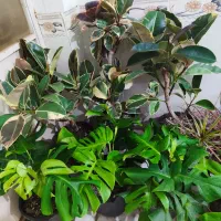 گل‌های زیبا