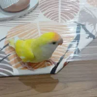 برزیلی کوتوله جفت