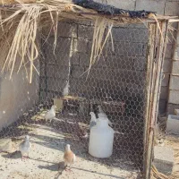 قفس کبوتری|لوازم جانبی حیوانات|برازجان, |دیوار