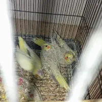 جوجه عروس هلندی سرلاکی لوتینو و گلباقالی یه ماهه|پرنده|رباط‌کریم, رباط‌کریم|دیوار