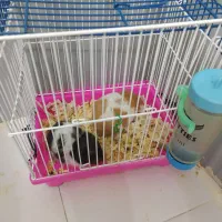 همستر نر و ماده خوشکل