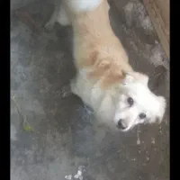 سگ گمشده|حیوانات|شیروان (خراسان), |دیوار