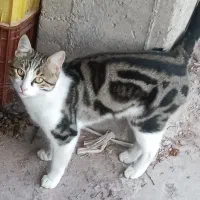 گربه بنگال بسیار زیبا