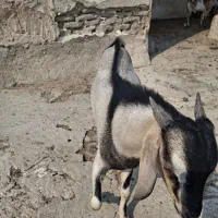 کهره نر دوقلو|حیوانات مزرعه|خمیر, |دیوار