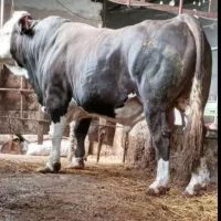 معاوضه گوساله پروار با قطع شیر