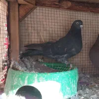 کفترماده مایه کفتر گنجه ای|پرنده|فولادشهر, A4|دیوار