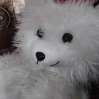 گربه پشمالو برای ویترین مغازه خوبه  تمیز فروشی|اسباب‌بازی بچه|مشهد, کوی سیدی|دیوار