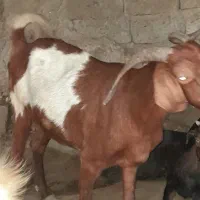 بزخوب و چاق 10000000|حیوانات مزرعه|بند زرک, |دیوار