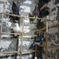 کبوتر|پرنده|خان ببین, |دیوار