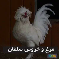 فروش مرغ وخروس کاکولی