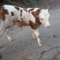 گاوشیری هلشتاین گوساله نر سمینتال جنس|حیوانات مزرعه|کلاچای, |دیوار