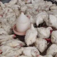 مرغ 109000 به قیمت تعاونی|حیوانات مزرعه|کوهدشت, |دیوار