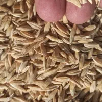 جو اصیل لری مخصوص گوسفند و بذر کشاورزی