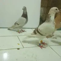 کبوتر