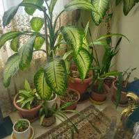 ۱۸ عدد گل و گلدان بفروش یا معاوضه با تلویزیون