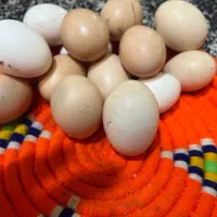 تخم مرغ نطفه دار