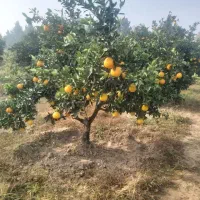 پرتقال تامسون|حراج|بندر گز, |دیوار