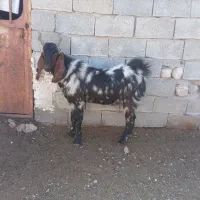 کهره چپش بذری|حیوانات مزرعه|داراب, |دیوار