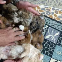 طوله سگ نجیب