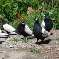 کبوتر سینه سیاه و کله ای مولد به شرط