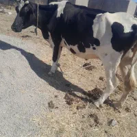 فروش گاو و گوساله