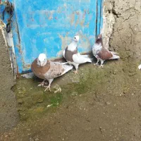 کفتر گرفتنی