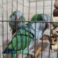 طوطی راهب گمشده در محدوده خیابان آیت