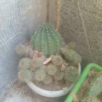 کاکتوس|گل و گیاه طبیعی|شاهرود, |دیوار