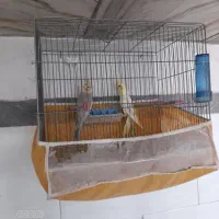 پرنده عروس|پرنده|آذرشهر, |دیوار