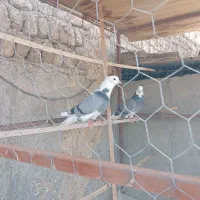 کفتر