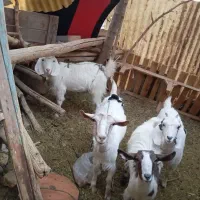 ۲راس بز با دوبزغاله ماده|حیوانات مزرعه|تربتحیدریه, جانبازان|دیوار