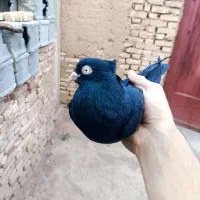 چند عدد کبوتر فروشی
