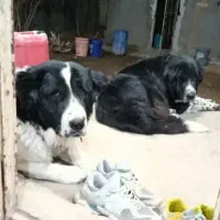 جفت همقال روزگاری