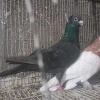 قره پشت سرخ  طوقی زاغ